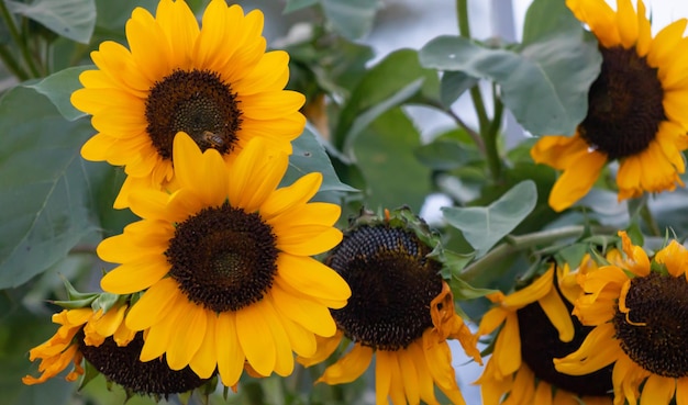 Gele zonnebloemen helianthus in een weiland Close-up weergave natuur achtergrond wazig