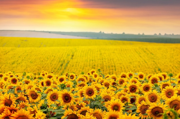 Gele zonnebloemen in het veld bij zonsondergang Bloeiende zonnebloemen