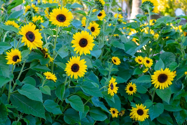 gele zonnebloemen op de ochtendachtergrond