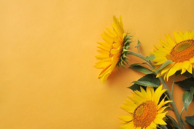 Gele zonnebloemen op een gele achtergrond