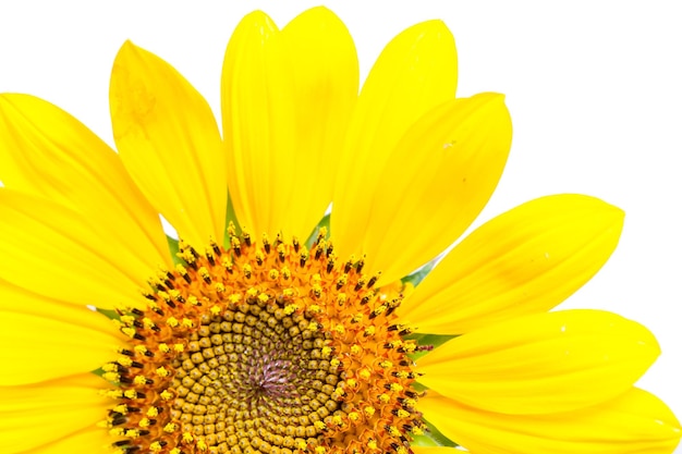 Gele zonnebloemen op een witte achtergrond