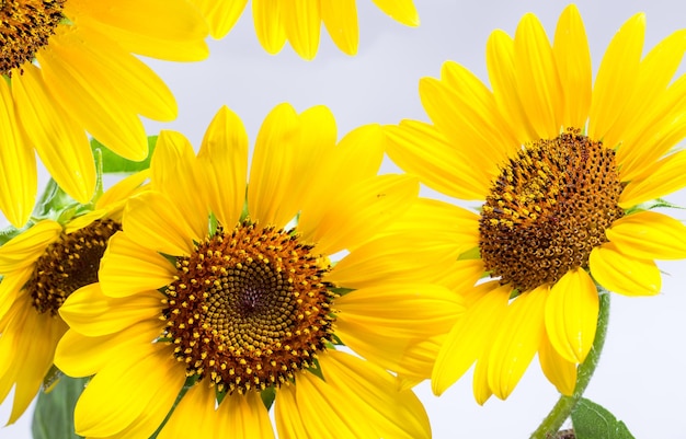 Gele zonnebloemen op een witte achtergrond