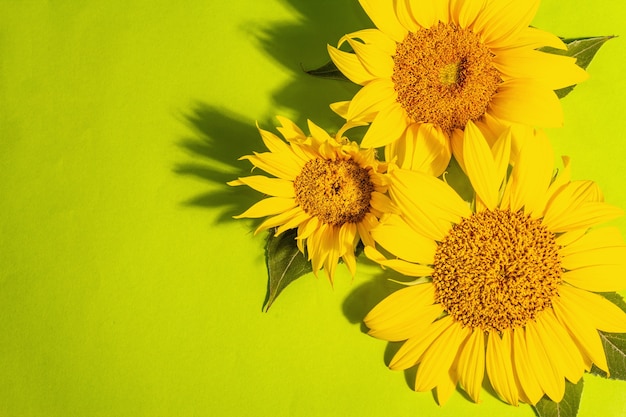 Gele zonnebloemen op heldergroene achtergrond. Zomer heldere wenskaartsjabloon, bovenaanzicht