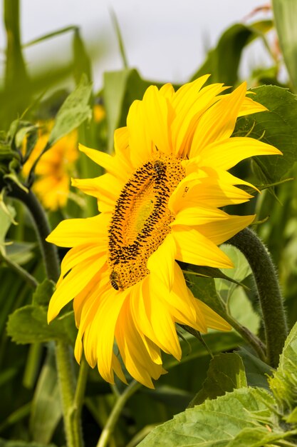 gele zonnebloemen