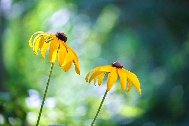 Gele zonovergoten kamille bloemen bloeien op zomer bloembed in groene zonnige tuin