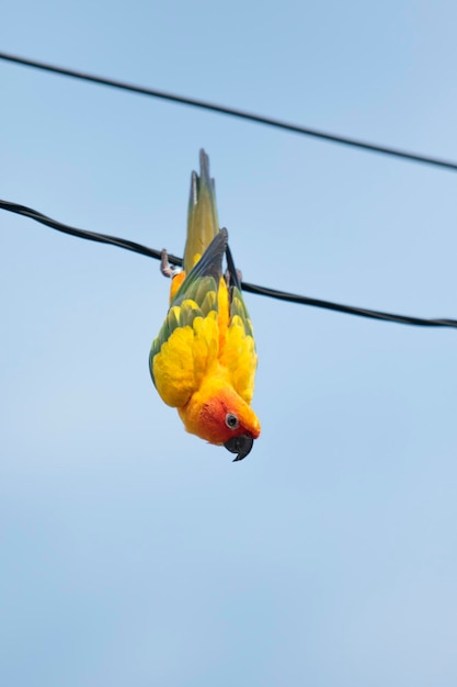 Gele zonparkiet papegaai hangend aan elektrische draad