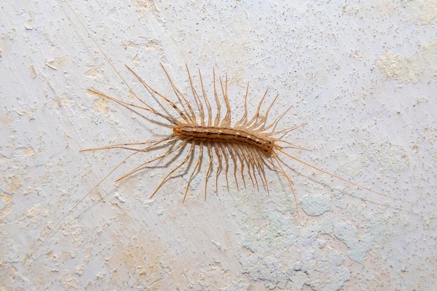 Geleedpotige insect duizendpoot vliegenvanger op een betonnen muur close-up