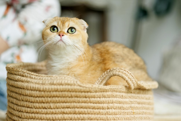 Geliefde kitten speelt in de natuurlijke sfeer van een prachtig huis