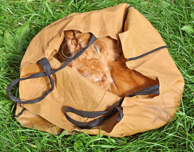 Gelijkaardige rode grappige Perzische katten in een zak buiten op groen gras