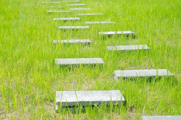 Geluchte concrete gang voor over het groene padieveld