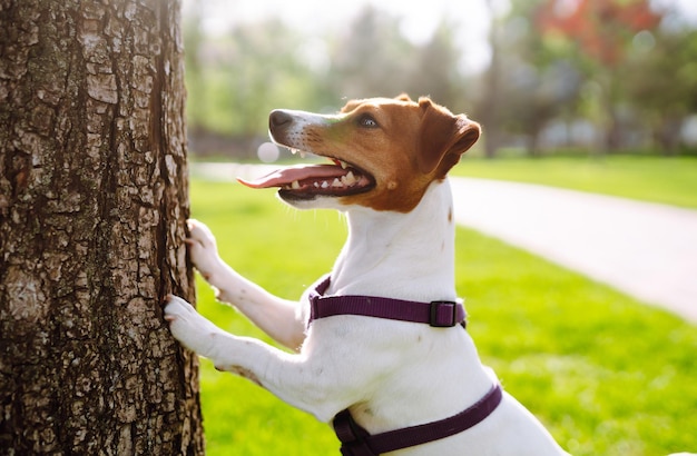 Gelukkig actieve hond jack russell spelen in het park Binnenlandse hond concept