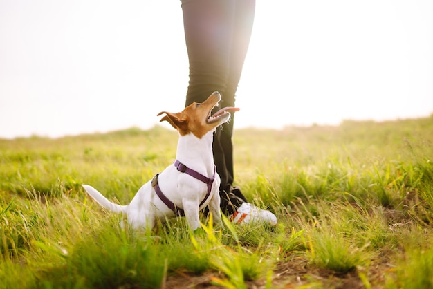 Gelukkig actieve hond jack russell spelen in het park Binnenlandse hond concept