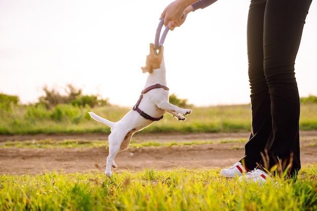 Gelukkig actieve hond jack russell spelen in het park Binnenlandse hond concept