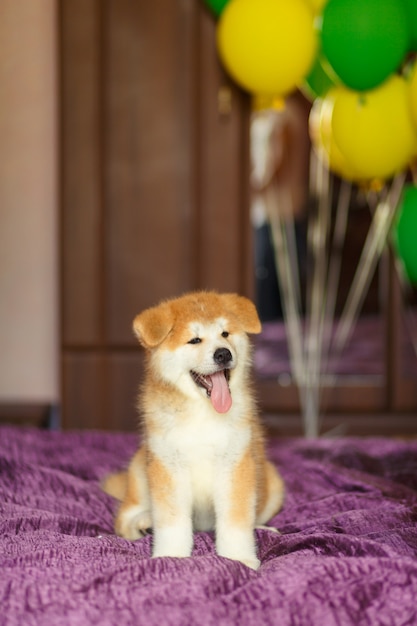 Gelukkig akita inu puppy viert zijn adoptie in nieuwe familie.