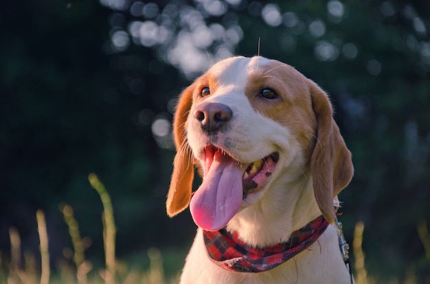 Foto gelukkig beagle puppy