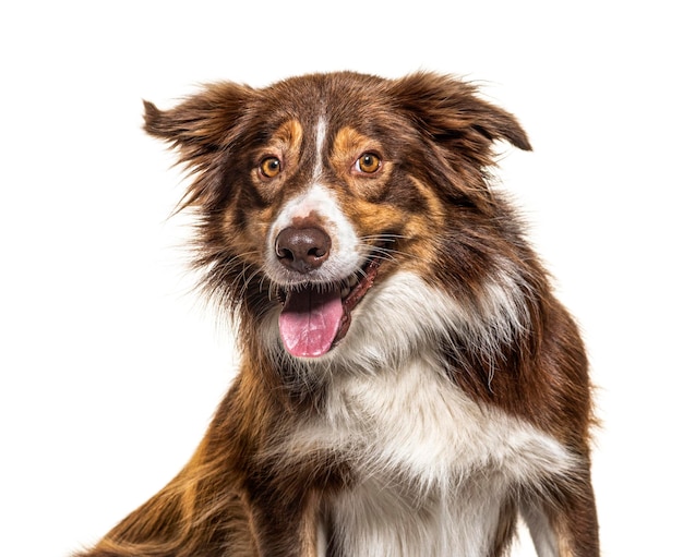 Gelukkig Border Collie hijgen geïsoleerd op wit