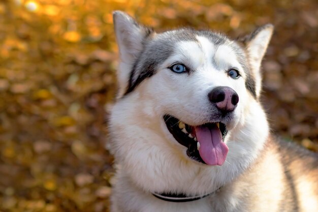 Gelukkig close-upgezicht van een husky met blauwe ogen. Canadese, noordelijke hond. Kopieer de ruimte.