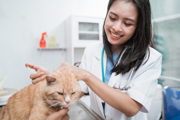 Gelukkig dierenarts injectie geven aan een kat bij dierenartskliniek