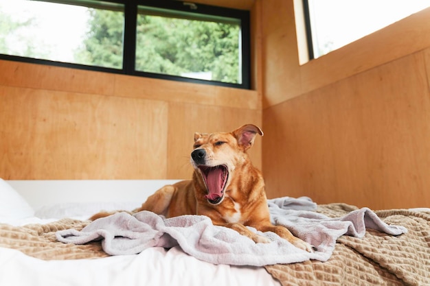 Gelukkig gember gemengd ras hond op bed