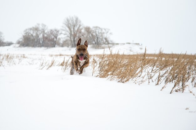 Gelukkig gestreepte Amerikaanse Staffordshire Terrier in de sneeuw, Stafford in de winter, hardlopen amstaff, springen, roodharige mooie hond Terrier glimlacht en leuke wandelingen in de natuur. AST in de winter