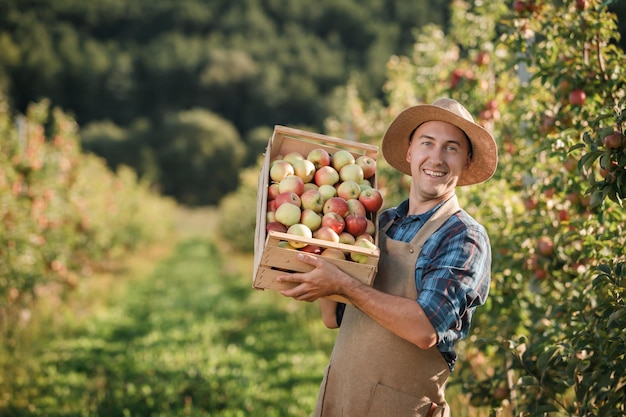 Gelukkig glimlachende mannelijke landbouwer die tijdens de herfstoogst verse rijpe appels plukt in de boomgaardtuin