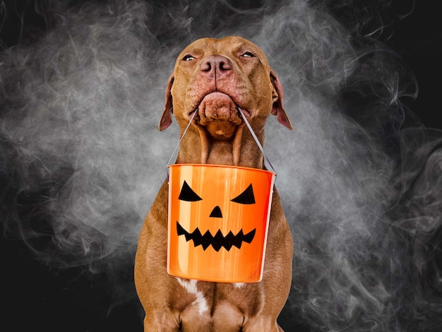 Gelukkig halloween lief mooi bruin puppy close-up