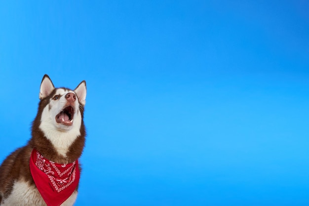 Gelukkig husky hond lachend op gekleurde blauwe achtergrond