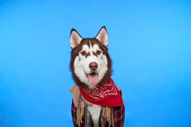 Gelukkig husky hond op blauwe achtergrond in de studio close-up schieten