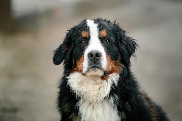 Gelukkig jong Berner puppy Speels Schattig Berner Sennenhond Portret in de Zwitserse Alpen