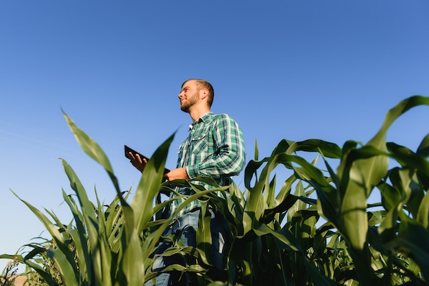 Gelukkig jonge boer of agronoom met behulp van tablet in maïsveld. Irrigatiesysteem op de achtergrond. Biologische landbouw en voedselproductie