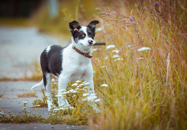 Gelukkig jonge puppy in het gras op een zonnige zomerdag