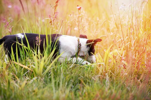 Gelukkig jonge puppy in het gras op een zonnige zomerdag