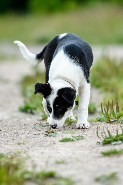 Gelukkig jonge puppy in het gras op een zonnige zomerdag