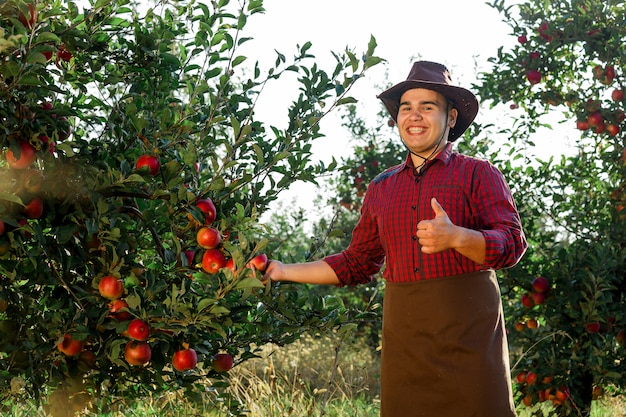 Gelukkig jongeman in de tuin verzamelen van rijpe appels