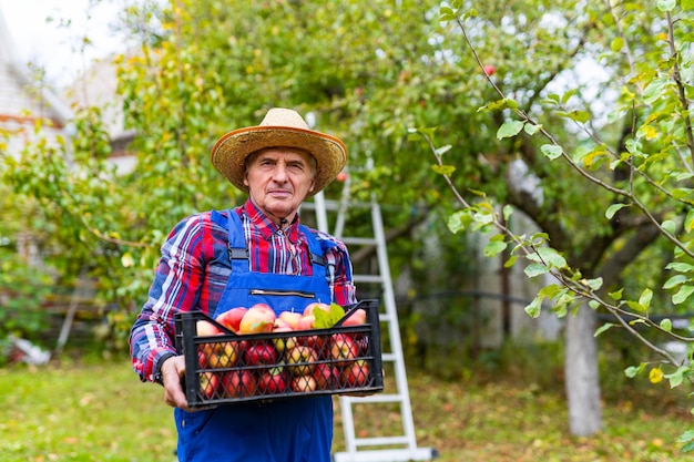 Gelukkig Kaukasische senior man boer draagt doos werken in biologische appelboomgaard met geluk Oudere mannelijke boerderij eigenaar oogst rijpe appel in tuin landbouw product industrie bedrijfsconcept