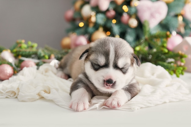 Gelukkig kerst hond, husky pasgeboren puppy. kerstmis en nieuwjaar puppy van siberische husky. sjabloon voor chinese horoscoop en kalender.