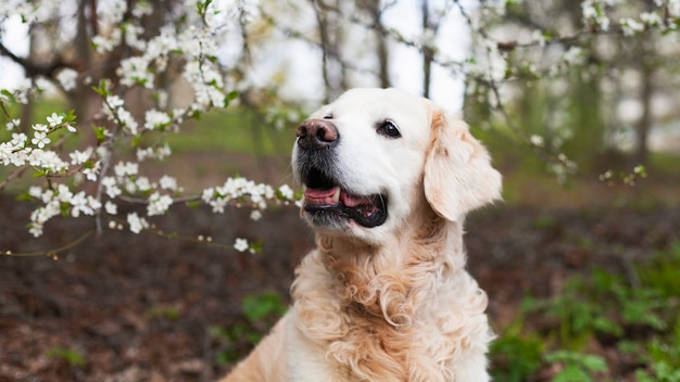 Gelukkig lachend golden retriever puppy hondje in de buurt van boom met witte bloemen