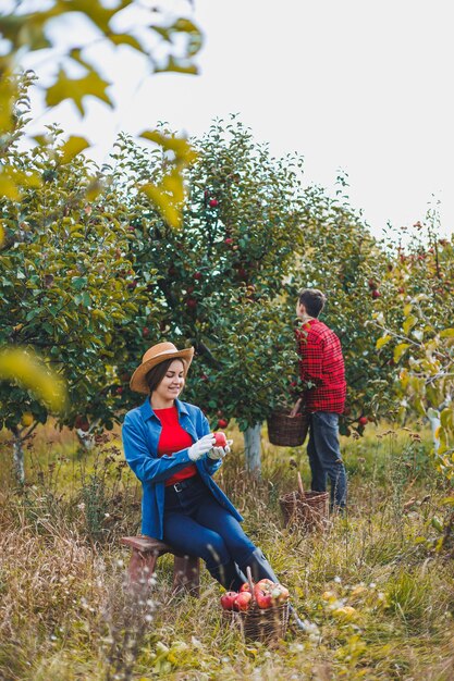 Gelukkig lachende vrouwelijke werknemer in hoed die verse rijpe appels plukt in boomgaard tijdens de herfstoogst Oogsttijd