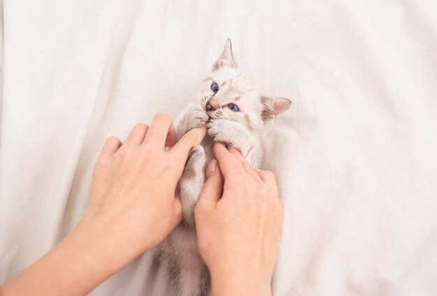 Gelukkig lieve kat. Leuk katje in de handen van de vrouw. therapie voor huisdieren. wit pluizig katje dat op bed ligt. vrouw zorgt voor haar kleine kitten. vertrouwen en steun. vriendschap tussen mens en huisdier.