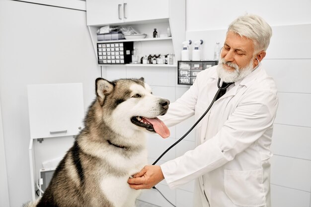 Gelukkig malamute op onderzoek bij de dierenarts.