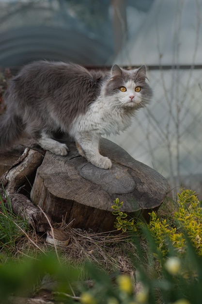 Gelukkig mooie kat staat in de tuin tussen de bomen Outdoor portret van kat spelen met bloemen in een tuin