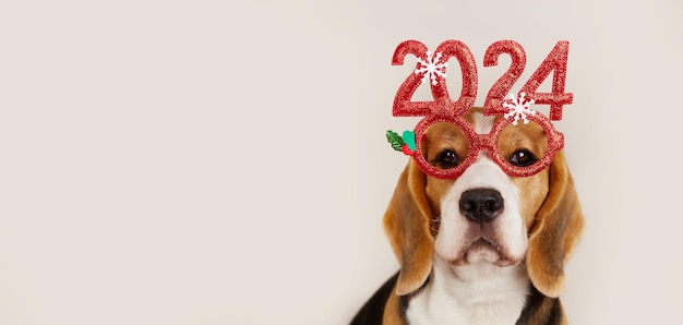 Foto gelukkig nieuwjaar en vrolijk kerstfeest 2024 groetenbanner of postkaart een beagle hond in carnavalsbril met de nummers van het nieuwe jaar 2024 kopieerruimte