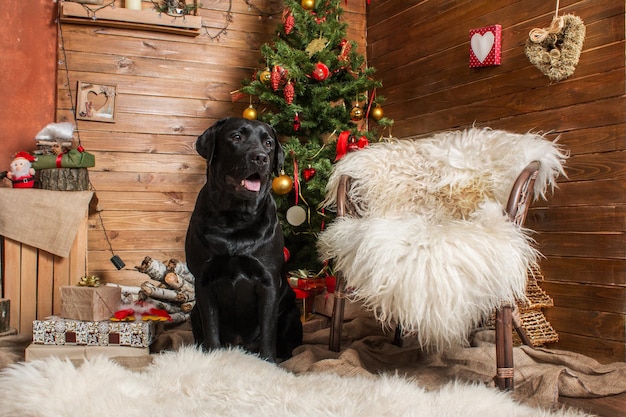 Gelukkig nieuwjaar, kerstvakantie en viering. Hond (huisdier) bij de kerstboom.