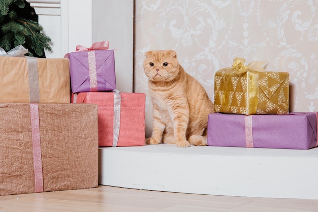 Gelukkig nieuwjaar, kerstvakantie en viering. Kattenras Scottish Fold portret.