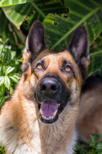 Gelukkig nieuwsgierig opgezocht, hond Duitse herder, geïsoleerde kopie ruimte.