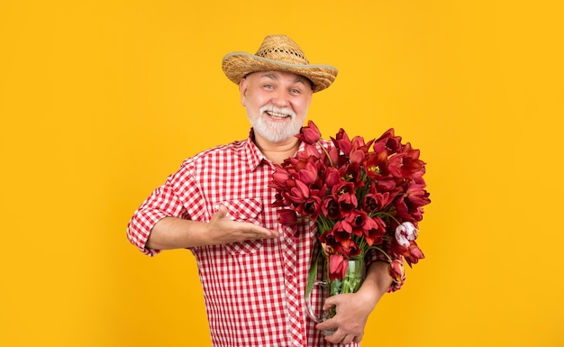 Gelukkig oude bebaarde man in hoed presenteren lente tulp bloemen op gele achtergrond