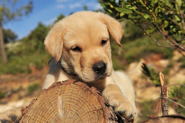 gelukkig Puppy labrador retriever