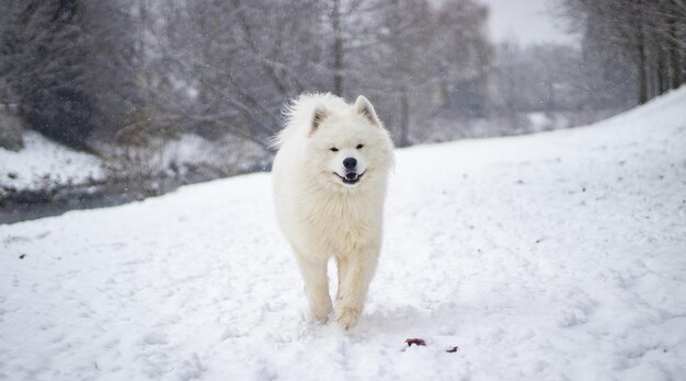 Gelukkig Rocky im Schnee