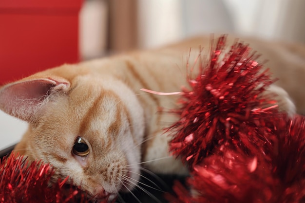 Gelukkig rode kat met geschenkdozen liggend op zwarte tafel