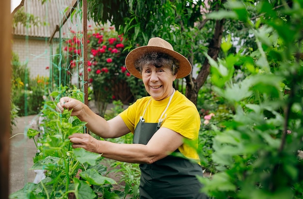 Gelukkig Senior vrouw boer in een hoed werkt in kleine agrarische boerderij en groeit komkommers Concept van een kleine agribusiness en werk op pensioengerechtigde leeftijd